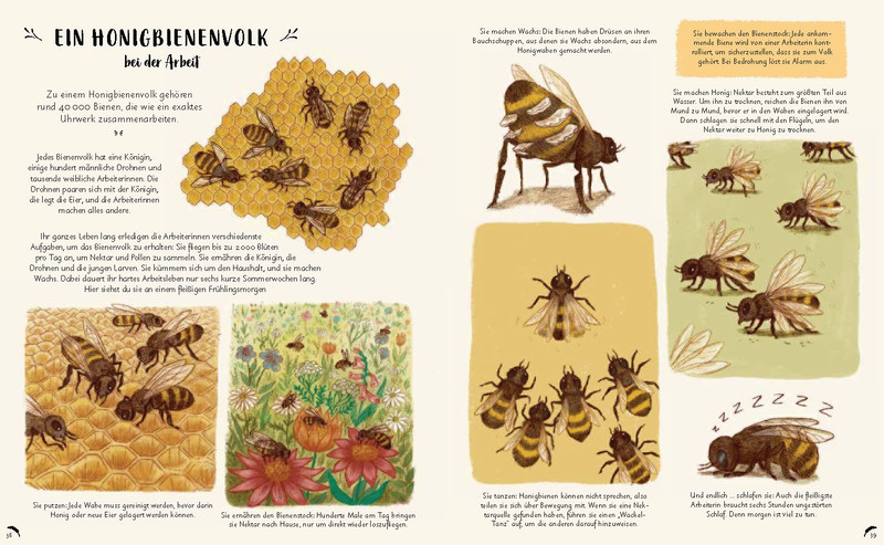 Buchinnenseite Wunder der Natur Bienen
