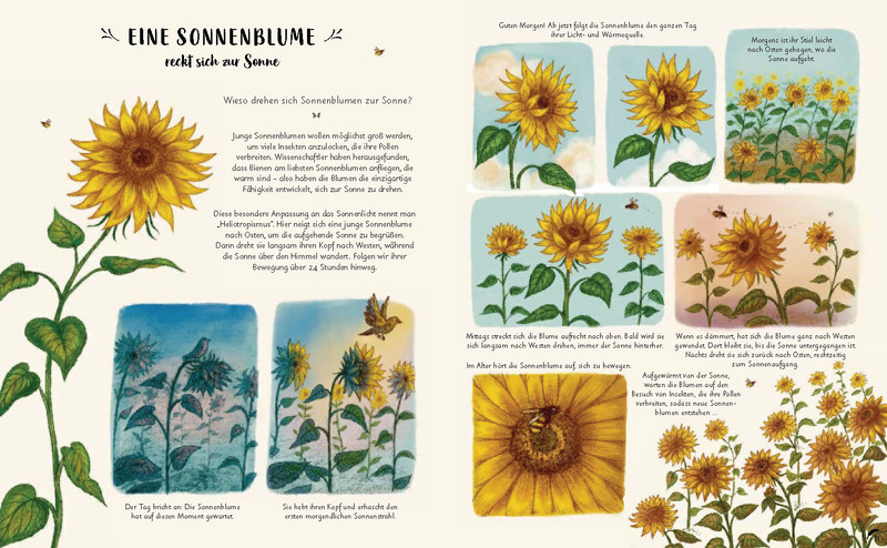 Buchinnenseite Wunder der Natur Sonnenblume